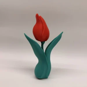Tulipán